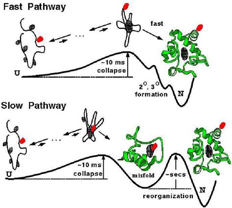 Figure 1.1 from The Statistical Models for Globular Protein Folding in ...