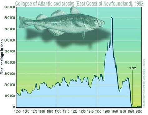 Collapse of the Atlantic northwest cod fishery - Alchetron, the free social encyclopedia