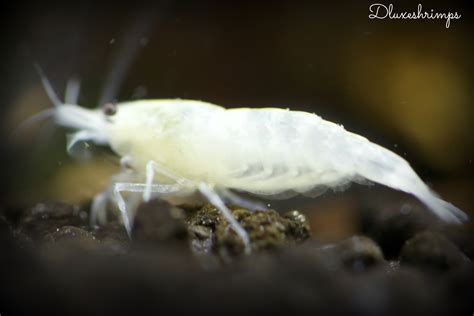 Painted White Snowball Shrimp - Genetics and Selective Breeding - The ...