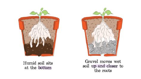 How to Improve Drainage in House Plants: Expert Tips & Tricks – Inside ...