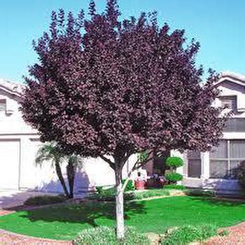 Flowering Plum Gallery and Care Instructions by Eagle Creek Landscapes