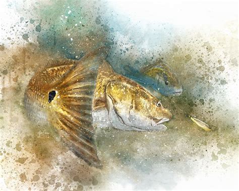 Red drum art prints. Watercolor style redfish art