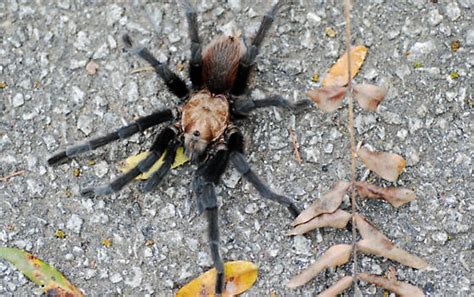 Oklahoma Brown Tarantula - Aphonopelma hentzi - BugGuide.Net