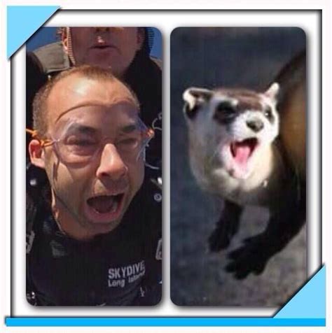 Murr is a Ferret | Impractical jokers, Jokers wild, Impractical jokes