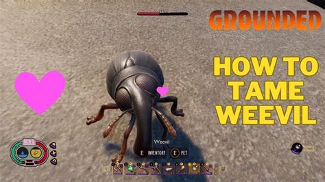 How To Tame a Weevil in Grounded | How To Tame Weevil Pets? | Grounded Guide - YouTube