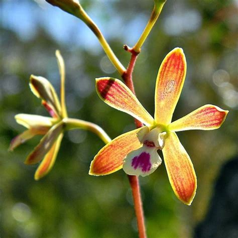 FRAGRANT Encyclia Tempensis Florida Butterfly Orchid Native | Etsy