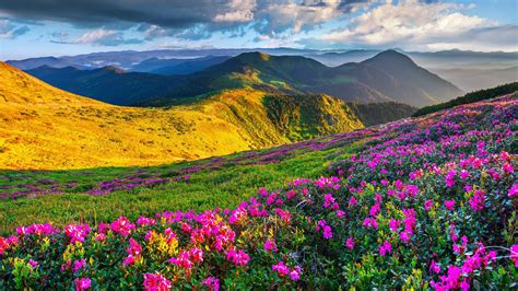 HD 4K Wallpaper Flowers With Mountain Landscape | Scenery, Mountain landscape, Beauty scenery