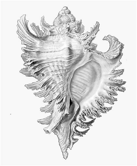 Drawing Shell Conch - Ernst Haeckel Shell Drawings, HD Png Download , Transparent Png Image ...