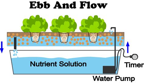 What Is Ebb And Flow Hydroponics? - NoSoilSolutions