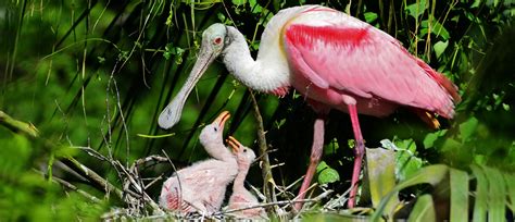 Roseate Spoonbill - American Bird Conservancy