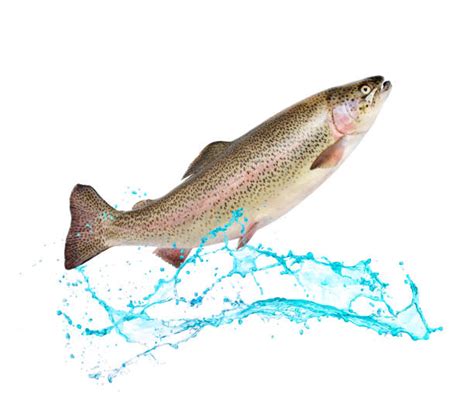 Best Trout Jumping Stock Photos, Pictures & Royalty-Free Images - iStock