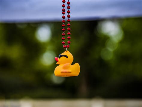 Yellow Rubber Ducky Background Free Stock Photo - Public Domain Pictures