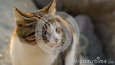 Footage of a Stray Cat with a Cut Off Ear Stock Video - Video of mammal, striped: 203328429