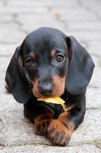 9 Reasons Why Dachshunds Are The Best Dogs Ever