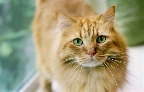 Ginger Tabby Cat Breed Information, Images, Characteristics, Health