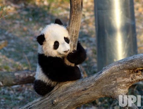 Tai Shan Panda Cub First Time Outside - UPI.com