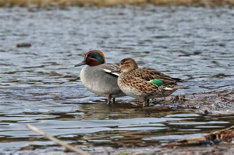 Teal - BirdLife Cyprus