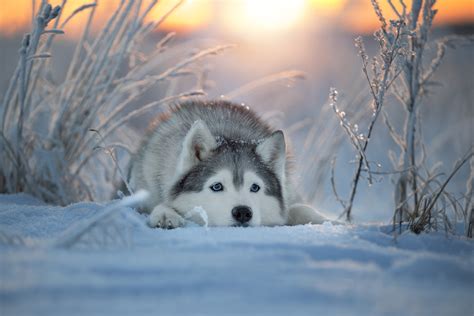 Download Dog Snow Winter Animal Husky HD Wallpaper by Svetlana Pisareva