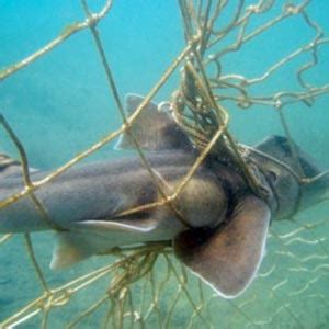 Steve's Shark Site: GREY NURSE SHARK CONSERVATION EFFORTS THREATENED BY SHARK NETS