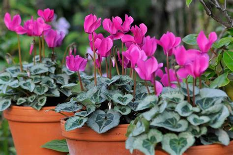 Cyclamen Care: Plant, Grow and Care For Cyclamen - BBC Gardeners World Magazine