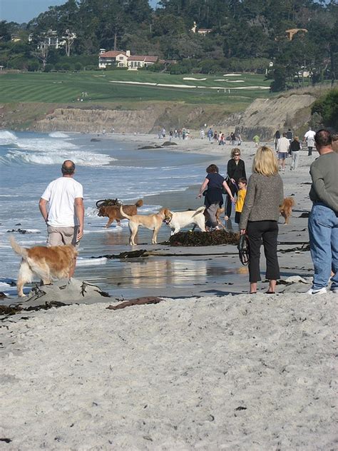 Carmel dog park | Dog friendly beach, Carmel california, Places in ...