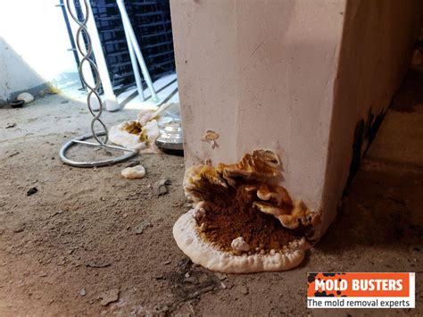 What Is Yellow Mold? | How to Identify & Remove Yellow Mold