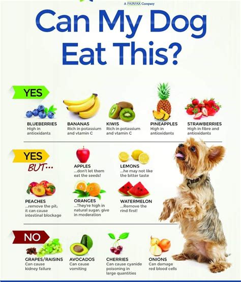 Pin by Susan Noga on Dog treats n care | Foods dogs can eat, Human food for dogs, Dog food recipes