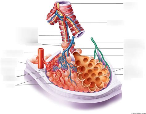 Bronchioles Diagram