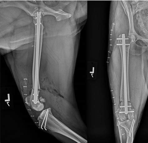 Canine Patellar Luxation Part 2 Treatments And Outcomes | Free Nude Porn Photos