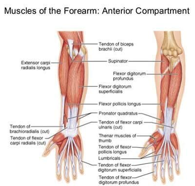 Lower Arm Muscles Names / Muscles of the hand | human anatomy reference | Arm muscle ...