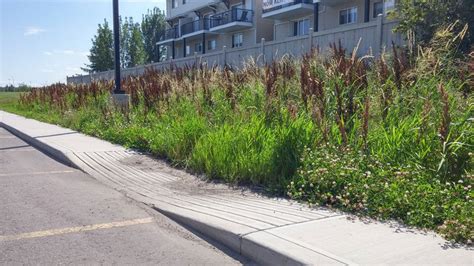 A bioswale, also called vegetated swale is a channel with selected plants and vegetation to slow ...