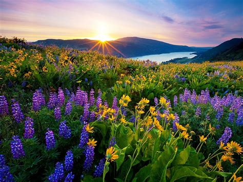 free download | Sunrise in Spring, mountain, sun, flowers, nature ...