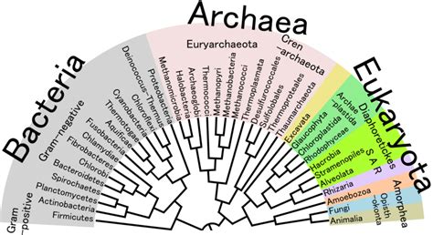 Taxonomy | Definition , Hierarchy & Examples