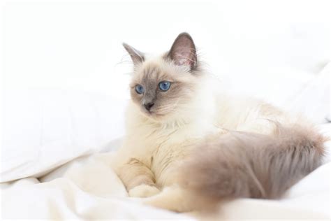 Stud Tail in Cats: Symptoms and Treatment