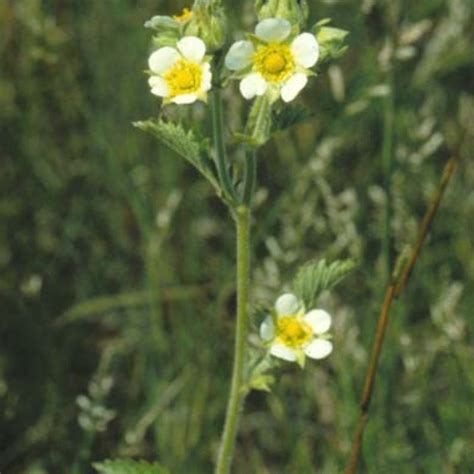 Prairie Cinquefoil - Natural Edge