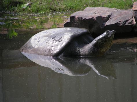 Last known female Yangtze giant softshell turtle dies in China ...