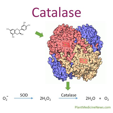 What is catalase and how is this enzyme good for you? - Plant Medicine News