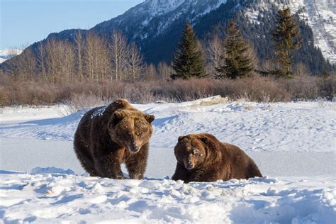 Alaska Wildlife Conservation Center | Portage | ALASKA.ORG