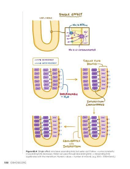 Kidney countercurrent multiplication: Video, Causes, & Meaning | Osmosis