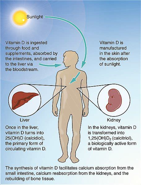 What are the benefits of vitamin D and its side effects? - Quora