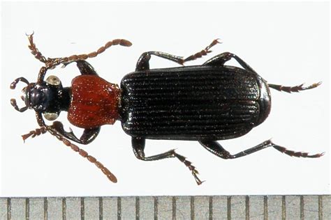 CARABIDAE | Pybio Paraguay Biodiversidad