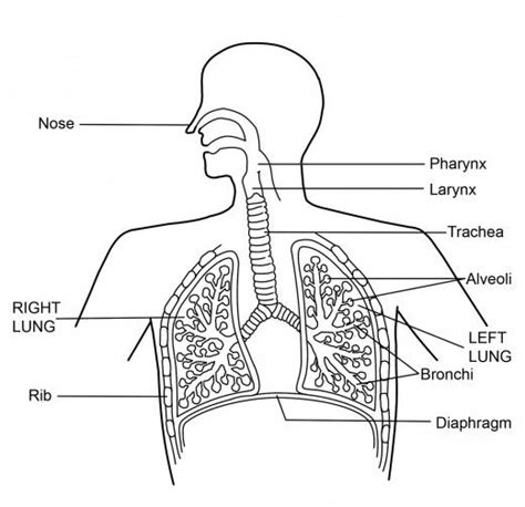 Human Respiratory System Diagram - Class 10 - CBSE Class Notes Online ...