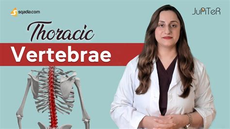 Thoracic Vertebrae | T1-T12 | Bone Anatomy | Skeletal System | sqadia.com - YouTube