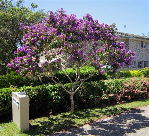 Tibouchina Back Gardens, Trees, Flowers, Plants, Tree Structure, Plant, Royal Icing Flowers ...