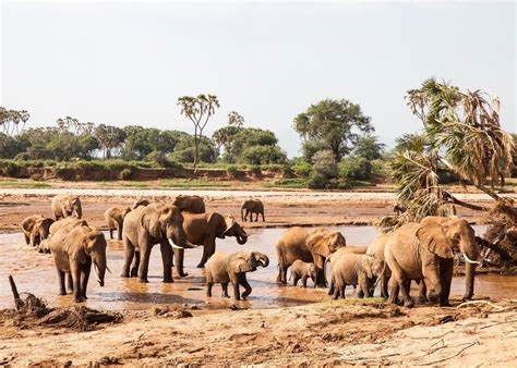 Visit Samburu National Reserve in Kenya | Audley Travel