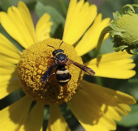 Minnesota Seasons - two-banded cellophane-cuckoo bee