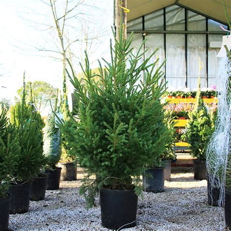 Abete - Albero di Natale vero - 180 cm. | Euro Plants Vivai