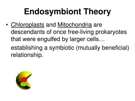 PPT - Endosymbiotic Theory “Everything you need to know” PowerPoint ...