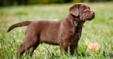 Miniature Labrador: Small Size and Dwarfism In Labs