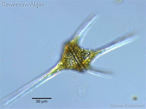 Dinoflagellates